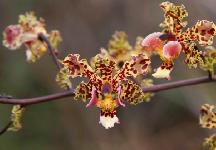 21.10.2007: seltene Orchidee / Orquidea rara