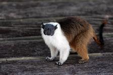 24.10.2007: Bissiger Fledermaus-Affe /  murciélago-mono mordiente